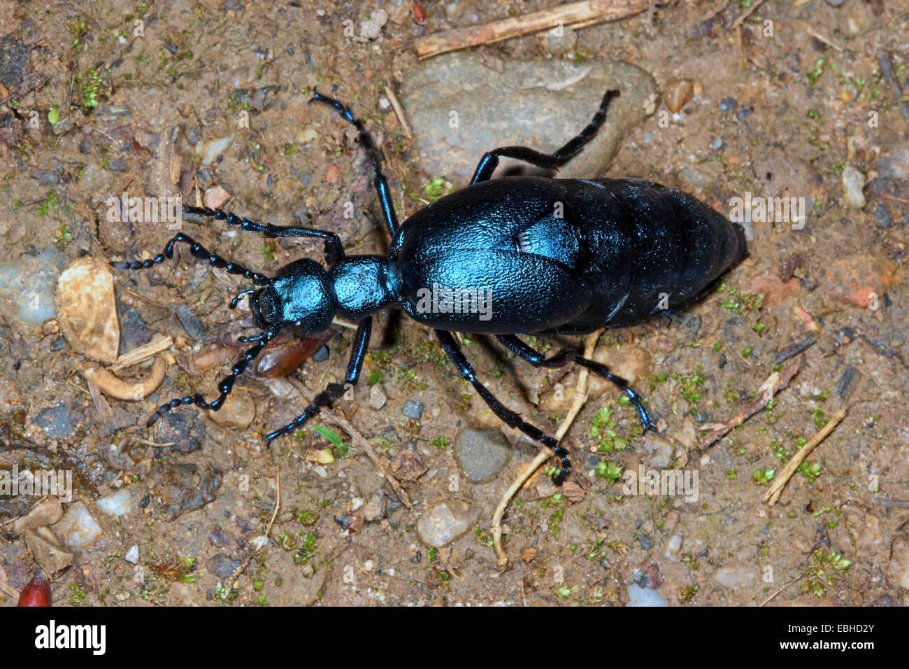 Huile Purpur beetle, blister beetle (Meloe violaceus), homme, Allemagne Banque D'Images