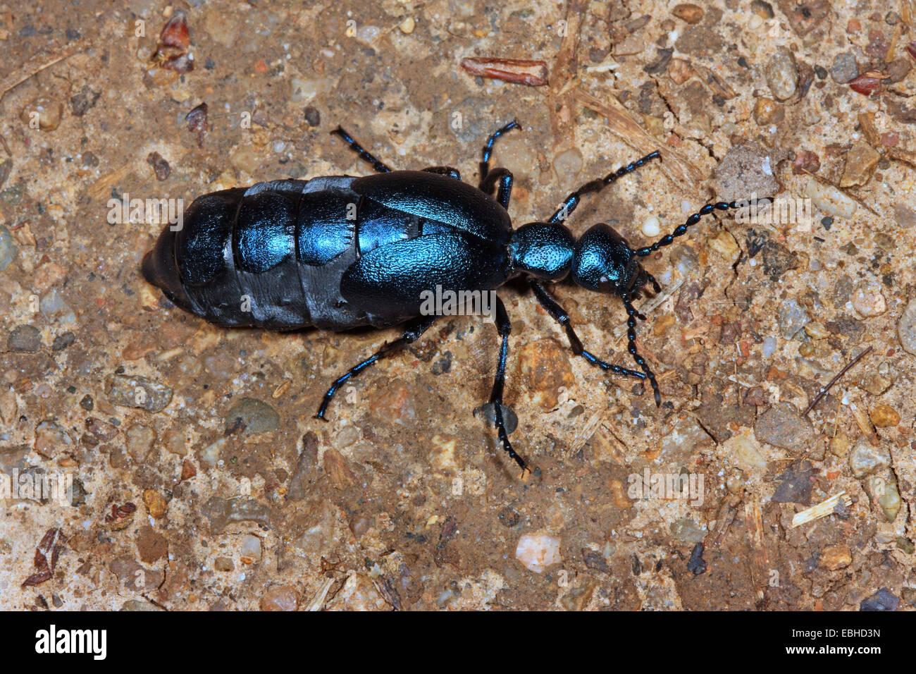 Huile Purpur beetle, blister beetle (Meloe violaceus), Femme, Allemagne Banque D'Images