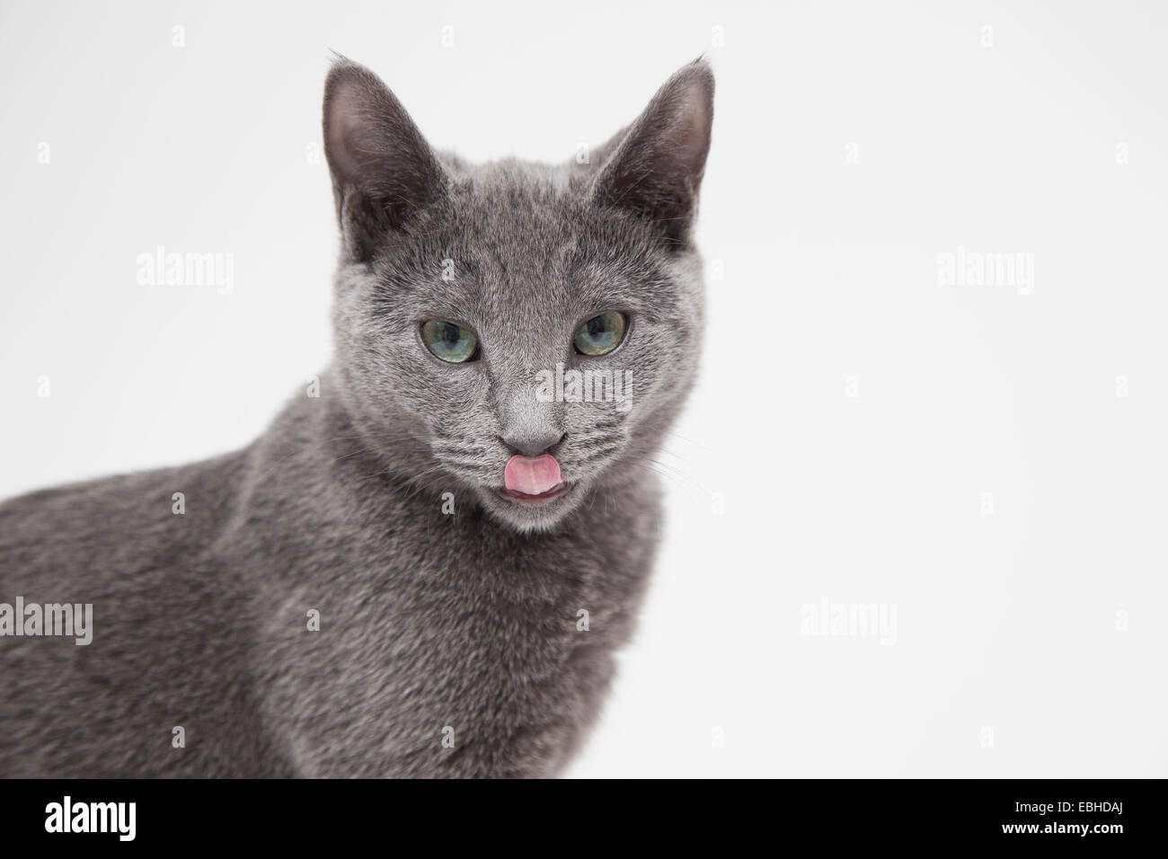 Portrait de l'alerte le chaton bleu russe de lécher ses lèvres Banque D'Images