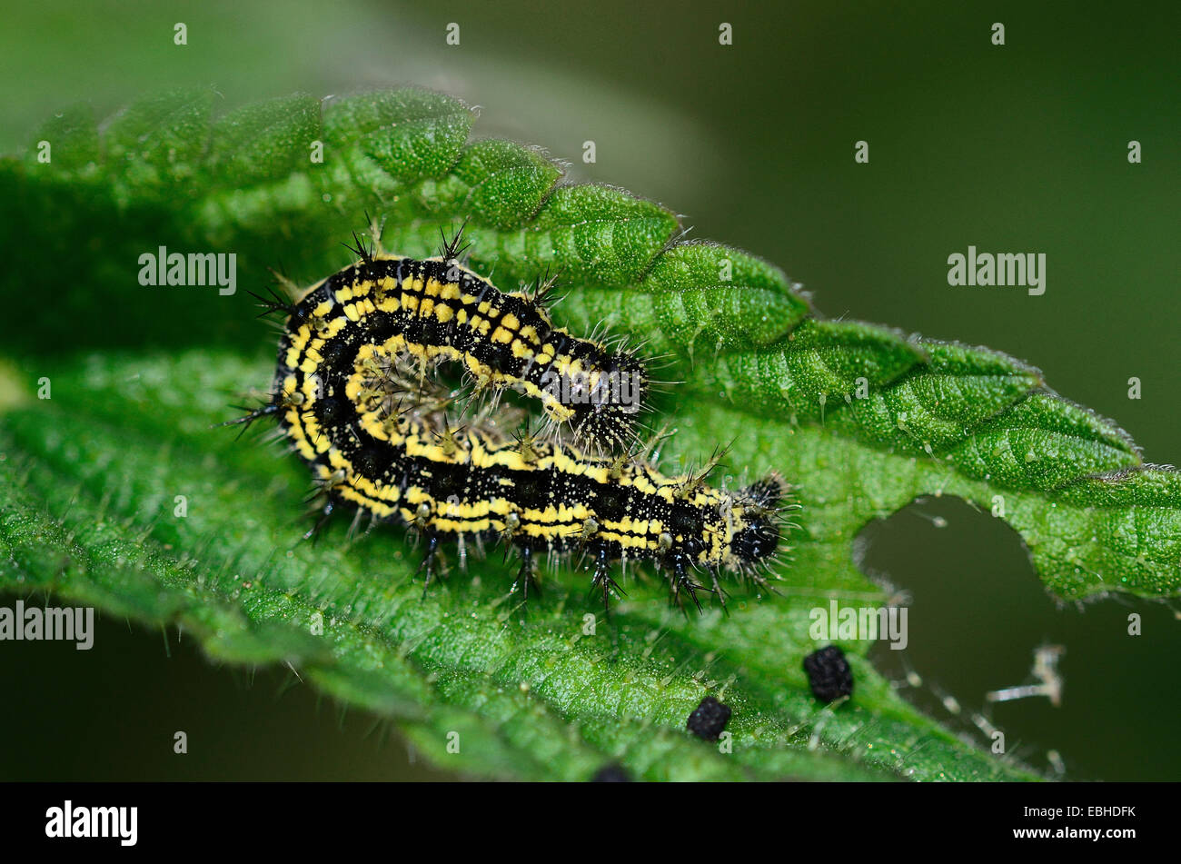 Scarlet Tiger Moth caterpillar sur feuillage d'ortie. Banque D'Images