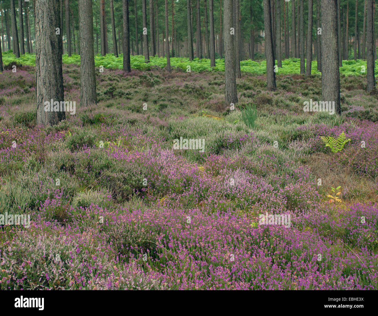 Heather en bois de pin Banque D'Images