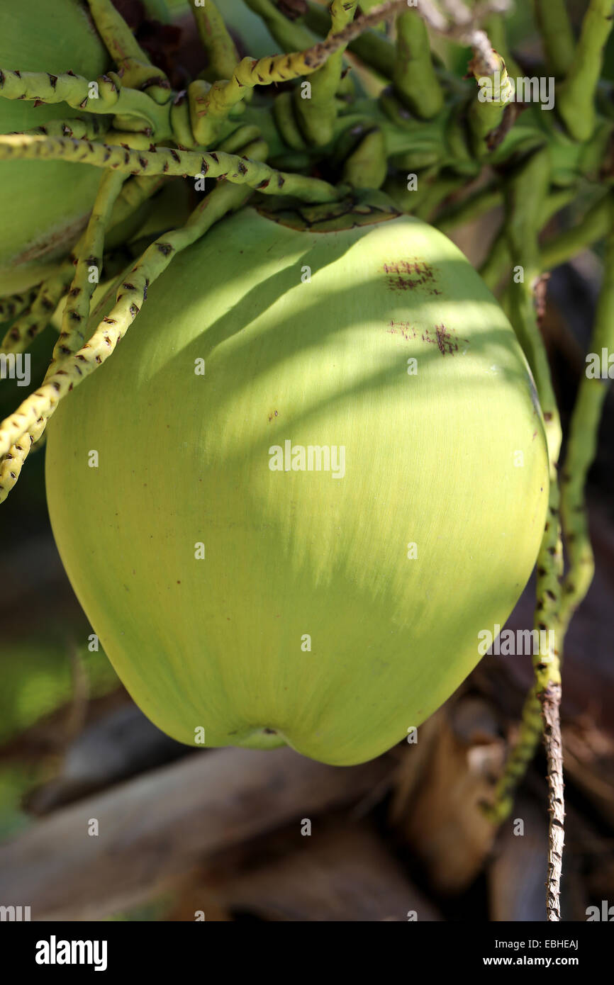 De coco verte sur le palm peser sur Koh Samui en Thaïlande Banque D'Images