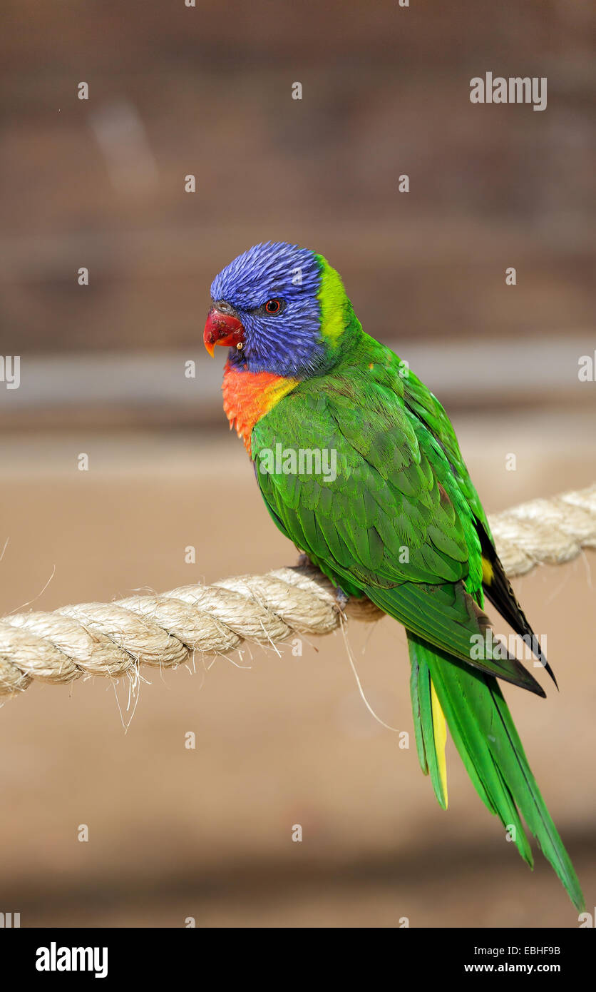 Belle parrot assis sur une corde Banque D'Images
