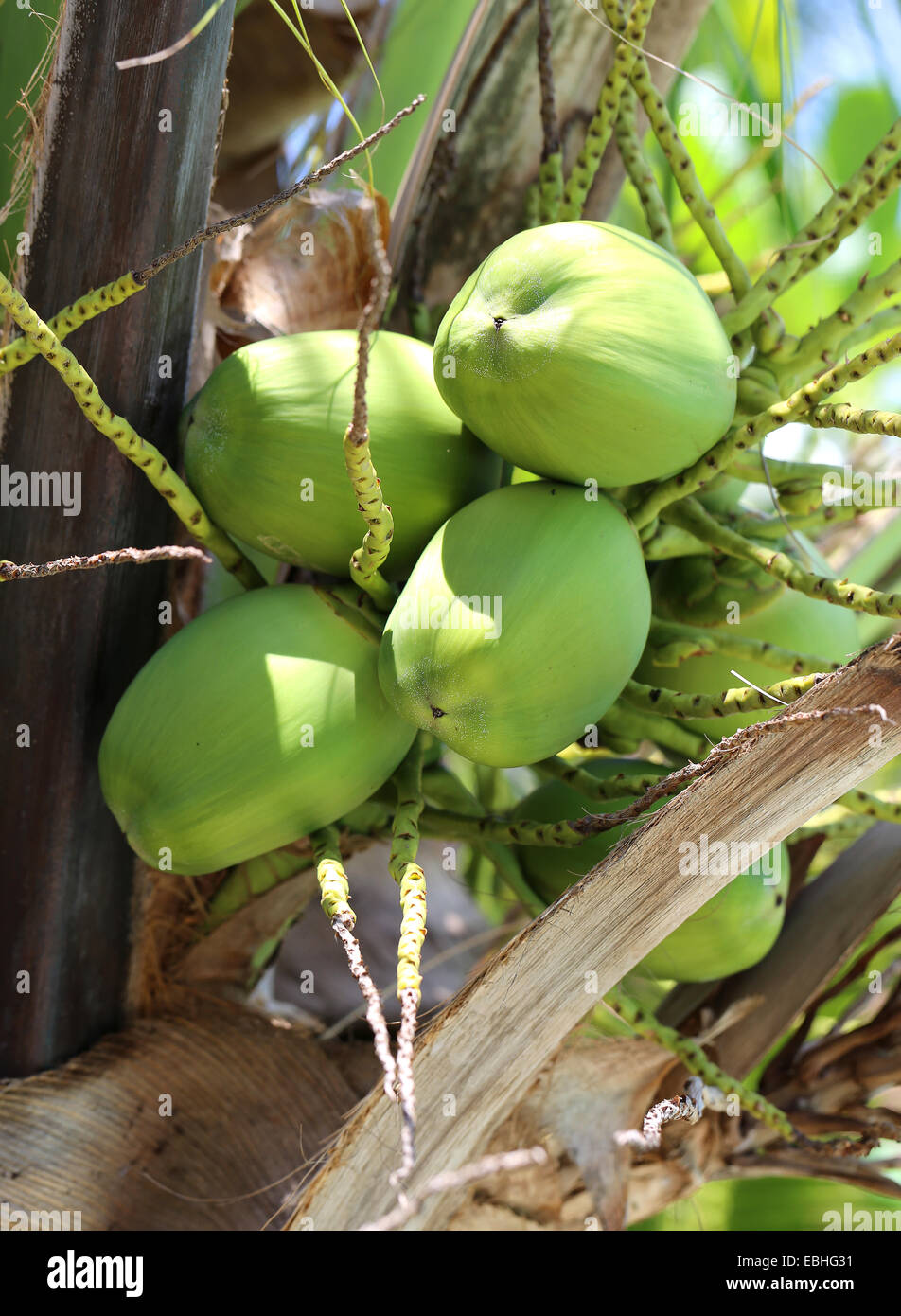 De coco verte sur le palm peser sur Koh Samui en Thaïlande Banque D'Images