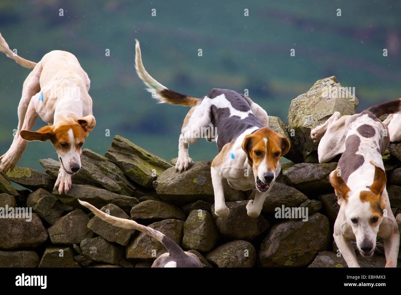 Trailhounds sautant un mur de pierres sèches. Rydal Show Rydal Hall Ambleside Lake District Cumbria England UK Banque D'Images