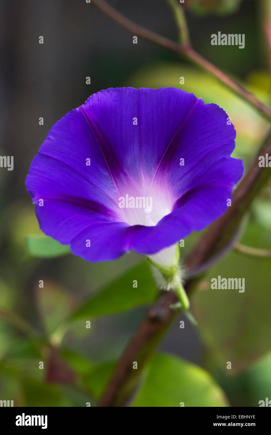 L'Ipomoea fleur. Morning Glory flower portrait. Banque D'Images