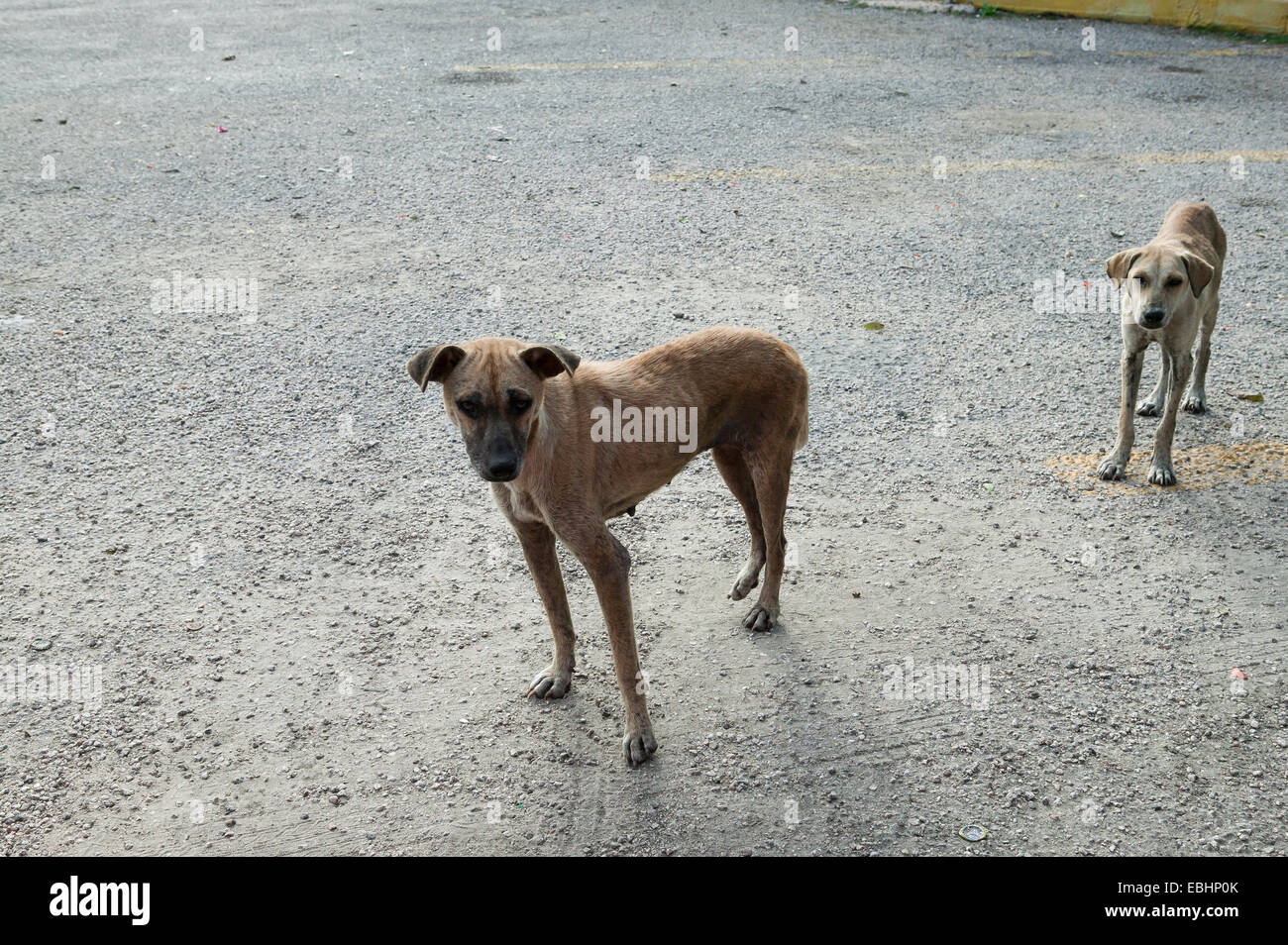 Triste deux mexicains de malnutrition les chiens errants à parking vide, Yucatan, Mexique. Banque D'Images