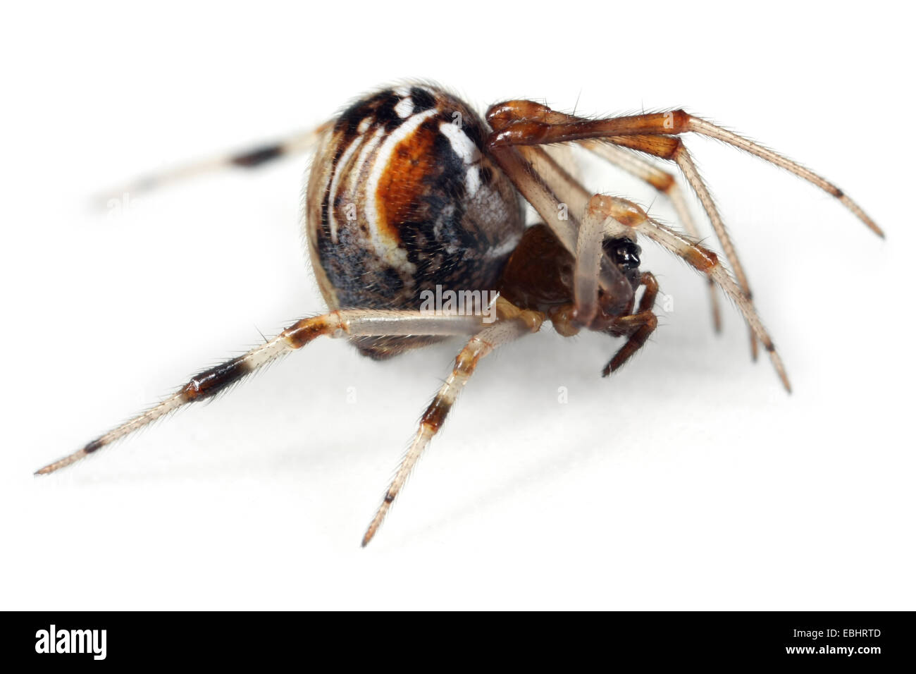 Une araignée femelle araignée weaver (Parasteatoda lunata) sur un fond blanc. Banque D'Images
