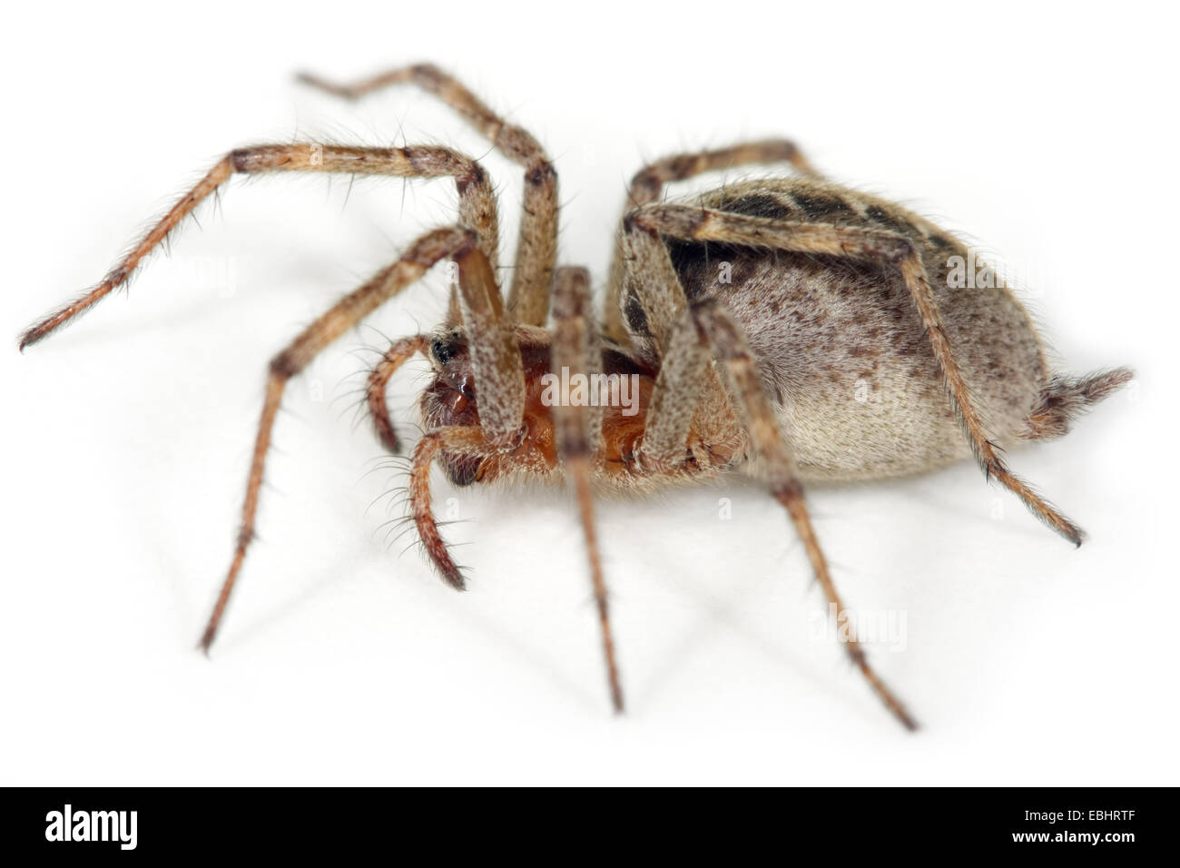 Une femme araignée Labyrinthe Agelena labyrinthica, vue de côté, sur un fond blanc. Partie de la famille Agelenidae. Banque D'Images