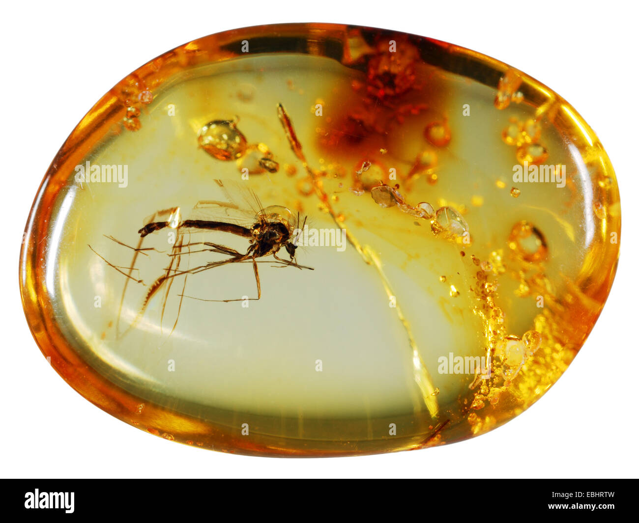 Close-up d'un petit insecte pris dans l'ambre. À partir de autour de la mer Baltique. Banque D'Images