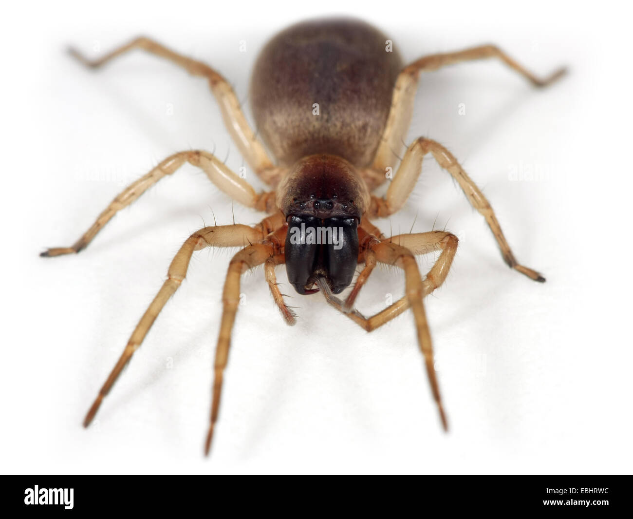 Un roseau Sac spider, araignée Clubiona phragmitis, sur fond blanc. Sac Reed les araignées font partie de la famille des Clubionidae - les araignées. Banque D'Images