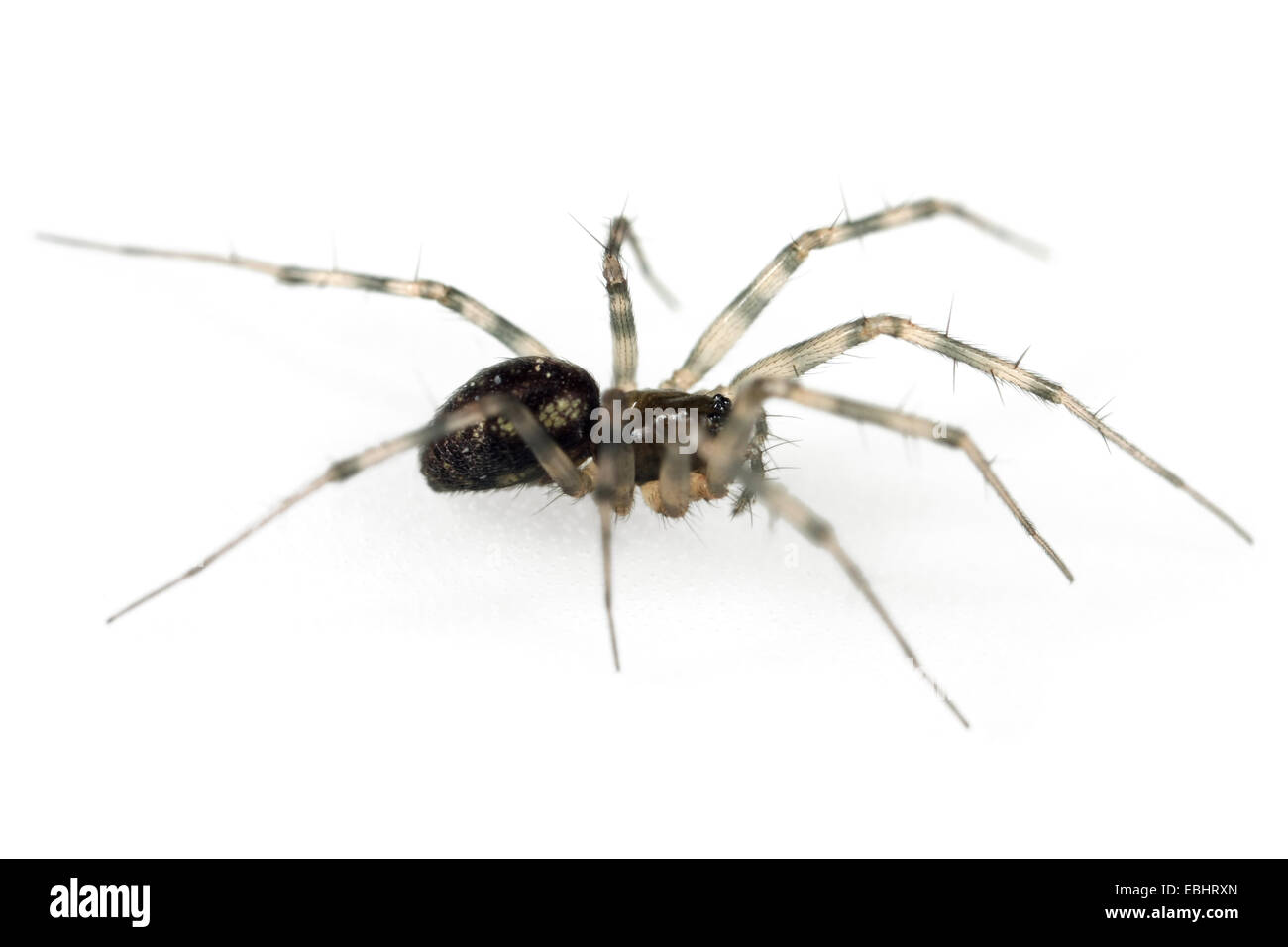 Une femme-Arbre weaver (Lepthyphantes minutus) araignée sur un fond blanc, une partie de la famille des Amphinectidae - Sheetweb weavers. Banque D'Images