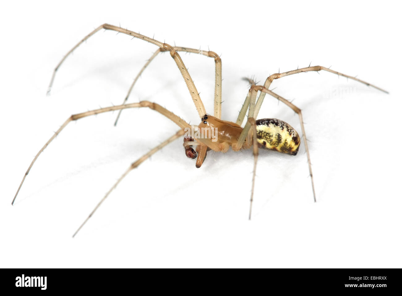 Un homme politique Hamac-Weaver (Linyphia triangularis) araignée sur un fond blanc, une partie de la famille des Amphinectidae - Sheetweb weavers. Banque D'Images