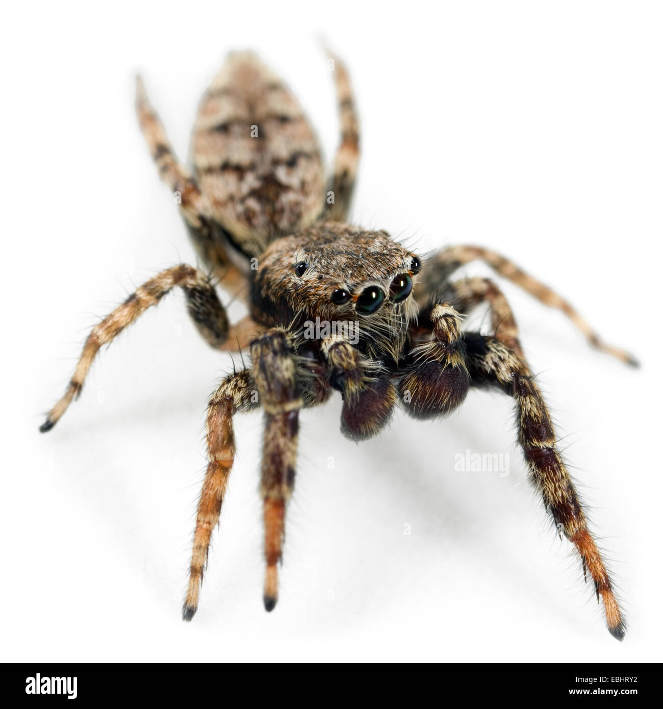 Un homme, Marpissa muscosa Cavalier Fencepost, araignée sur un fond blanc. Une partie de la famille des Salticidae - Jumping spiders. Banque D'Images