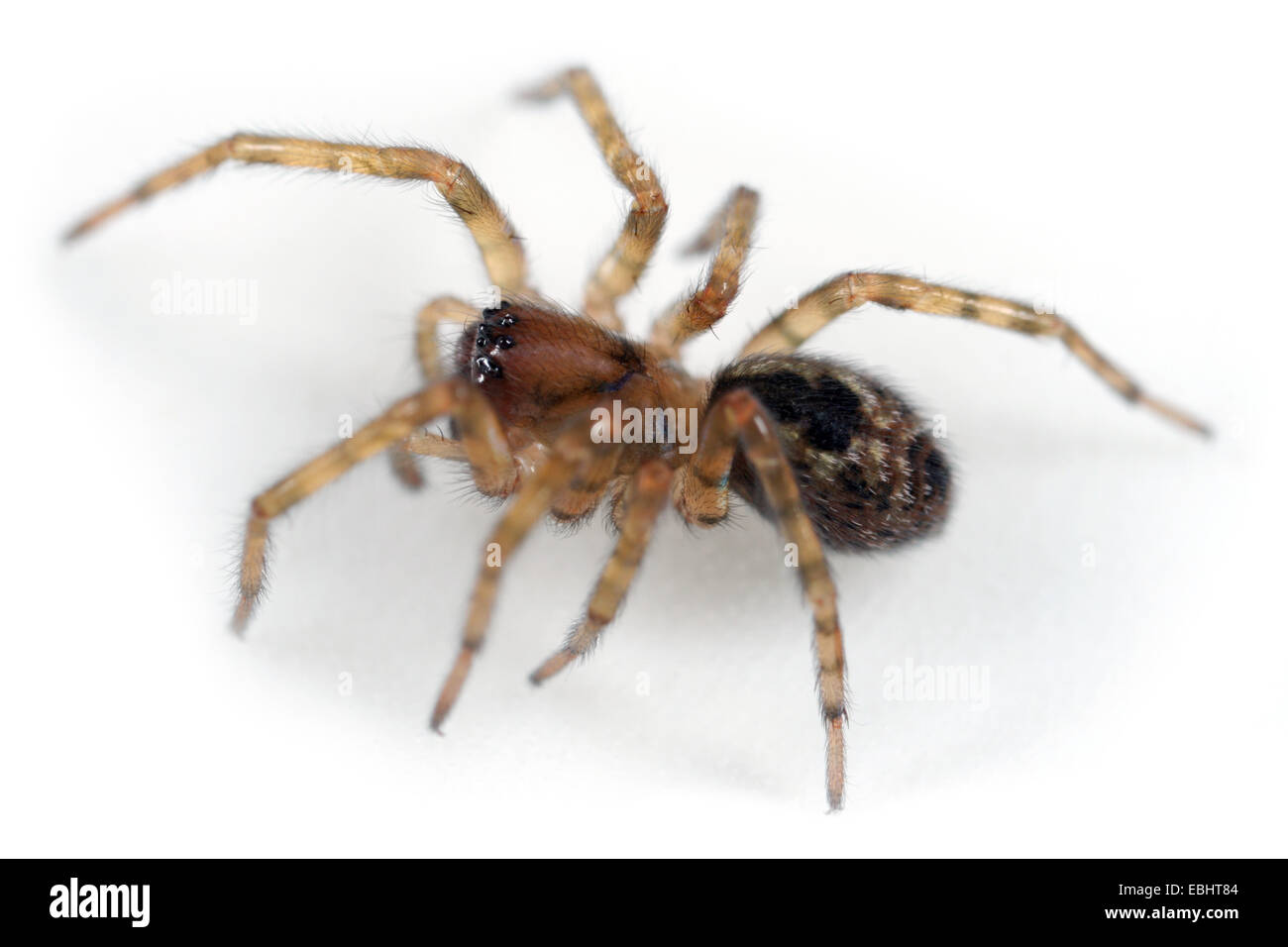 L'araignée femelle Amaurobius fenestralis sur fond blanc. Les araignées de la famille Amaurobiidae, Fenêtre ou Hackledmesh tisserands. Banque D'Images