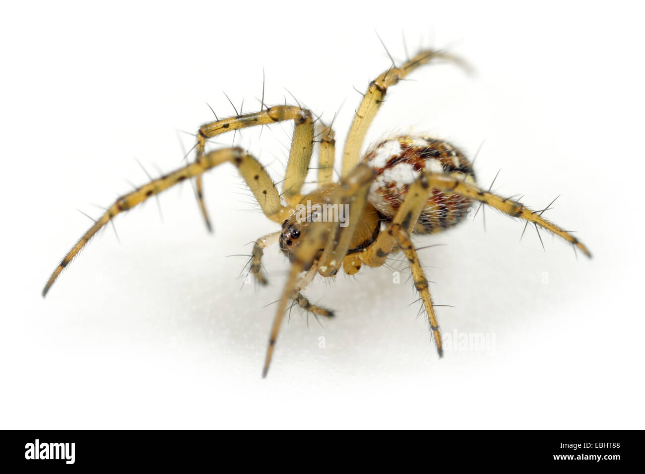 Le Mangora femelle araignée sur fond blanc. Famille Araneidae, Orb tisserands. Banque D'Images
