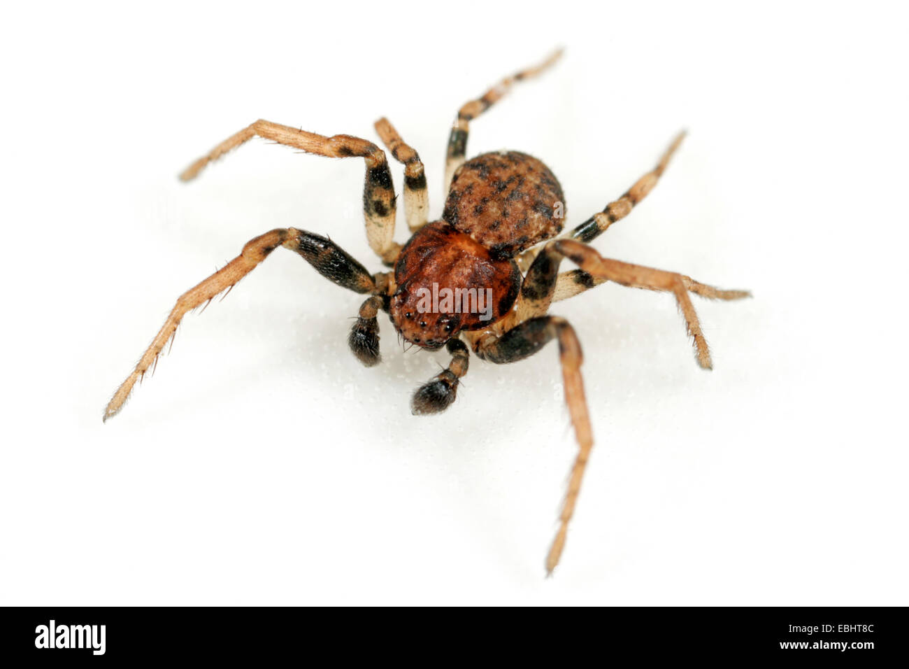 Homme Ozyptila praticola araignée sur fond blanc. Famille Thomisidae, araignées-crabes. Banque D'Images