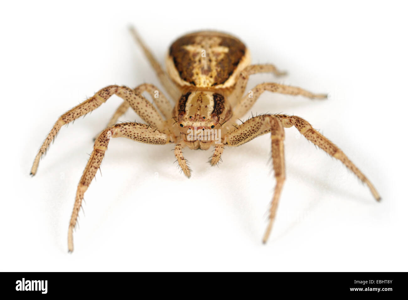 (Xysticus ulmi) Femelle Xysticus ulmi araignée sur fond blanc. Famille Thomisidae, araignées-crabes. Banque D'Images