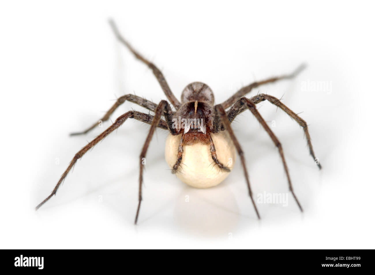 Pépinière femelle araignée Pisaura mirabilis (Web) sur un fond blanc. L'araignée est porteur d'un cocon. Famille : Pisauridae. Banque D'Images