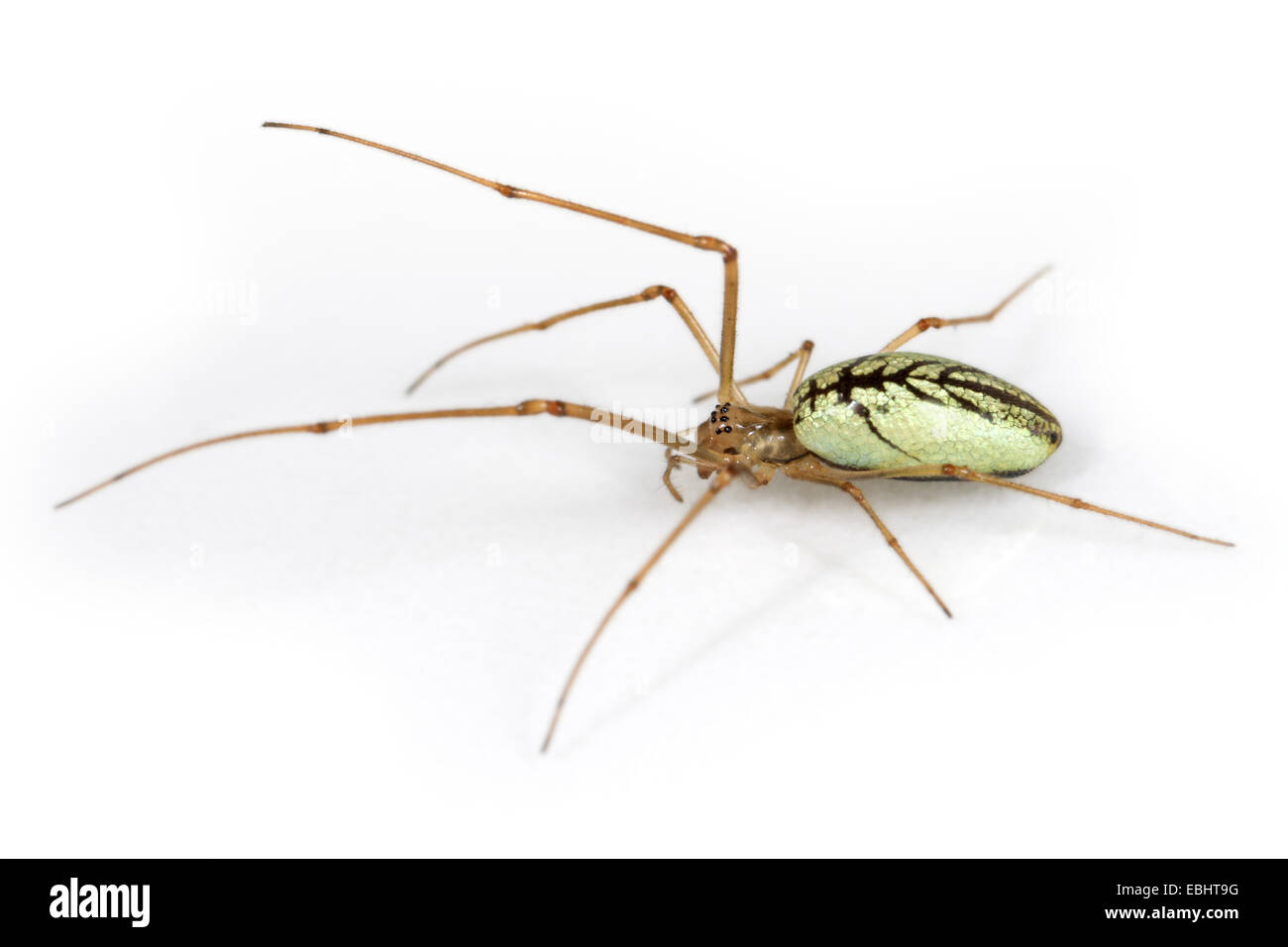 Un tronçon commun femelle-spider (Tetragnatha extensa), sur un fond blanc, une partie de amille Tetragnathidae - Long-Jawed-Orb tisserands ou étirer les araignées. Banque D'Images