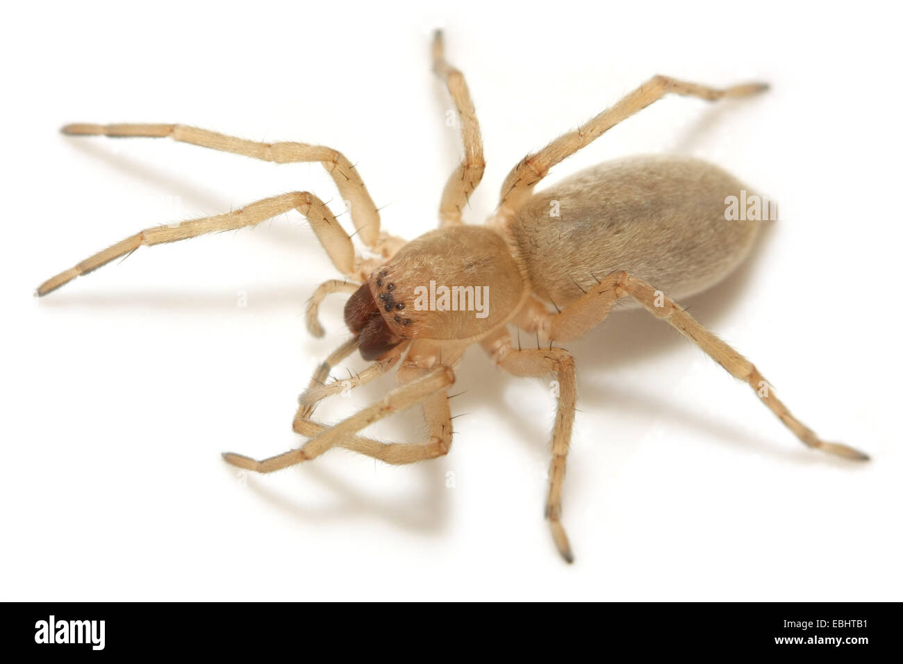 Une femme araignée araignée Clubiona phragmitis (Sac) sur fond blanc. Les araignées Sac font partie de la famille Clubionidae. Banque D'Images