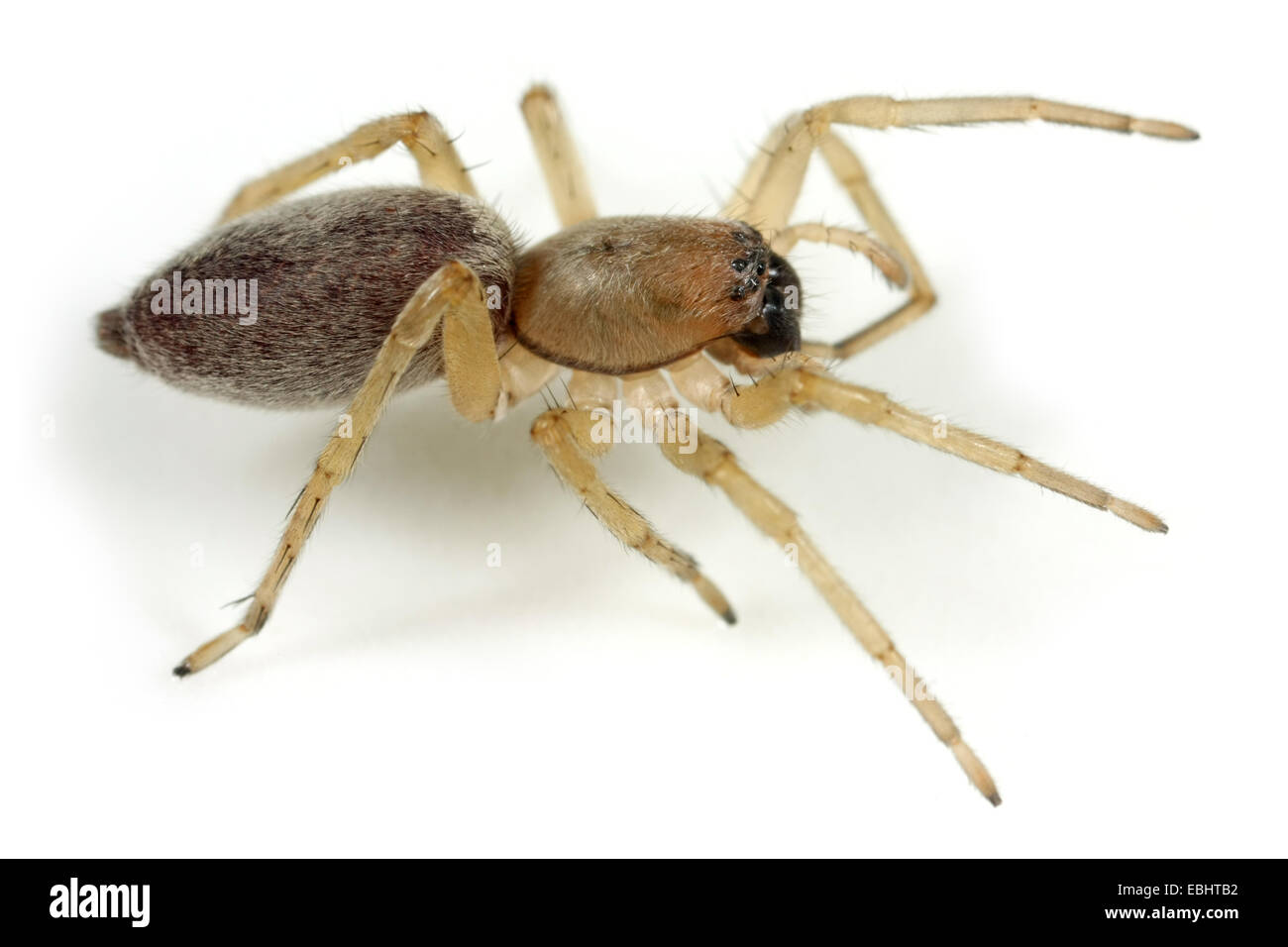 Une femme araignée araignée Clubiona reclusa (Sac) sur fond blanc. Les araignées Sac font partie de la famille Clubionidae. Banque D'Images