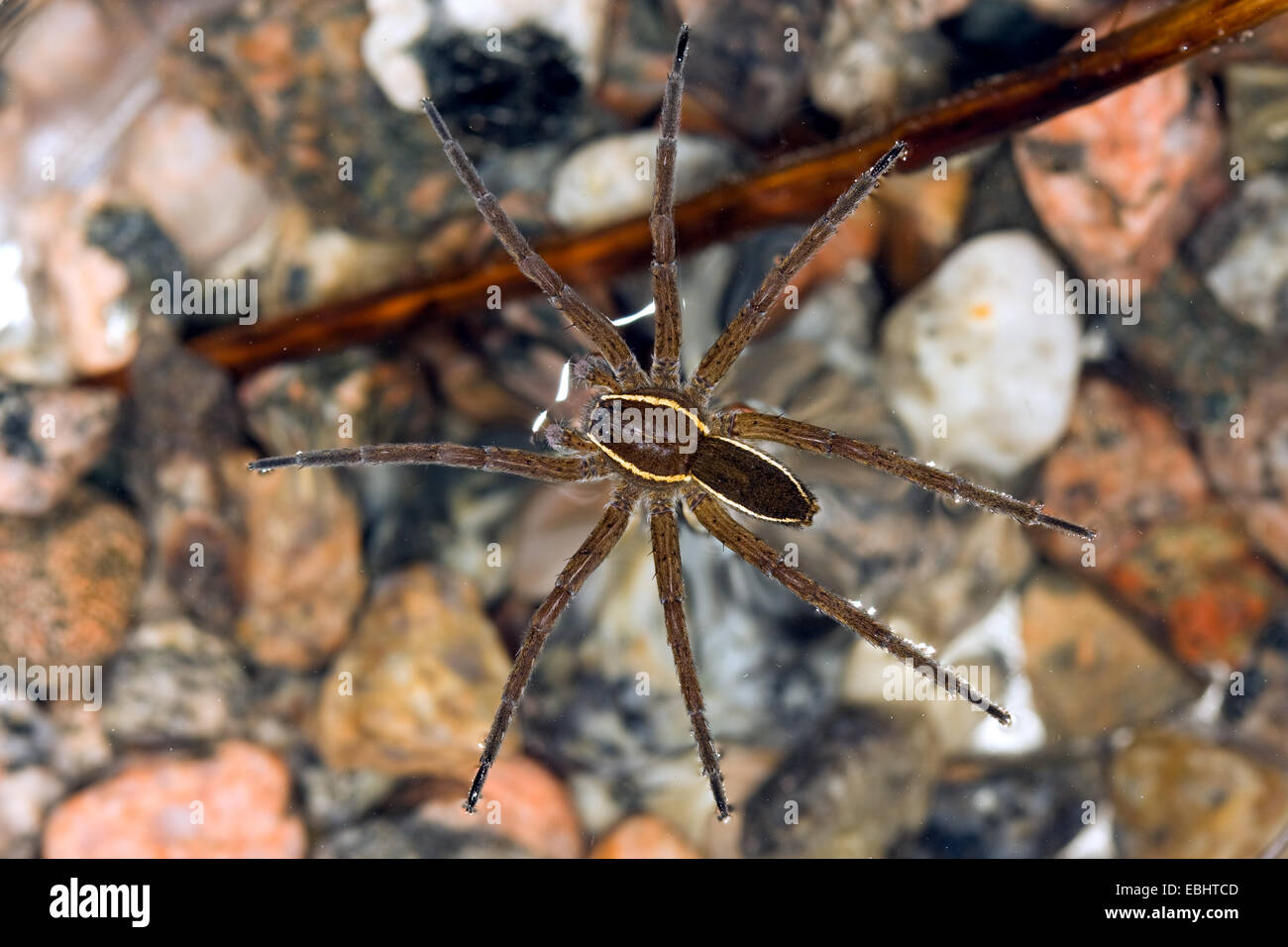 Fen mâle araignée Dolomedes plantarius (raft) flottant à la surface. Une pêche semi-aquatiques (ou raft) araignée. Famille Pisauridae. Banque D'Images