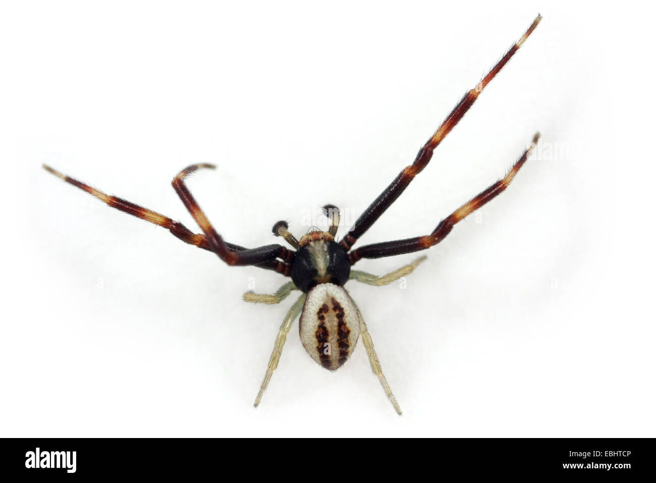 La Verge d'un homme araignée Crabe (Misumena vatia) sur fond blanc. Famille Thomisidae, araignées-crabes. Misumena a le nom commun Crabe Fleur les araignées. Banque D'Images