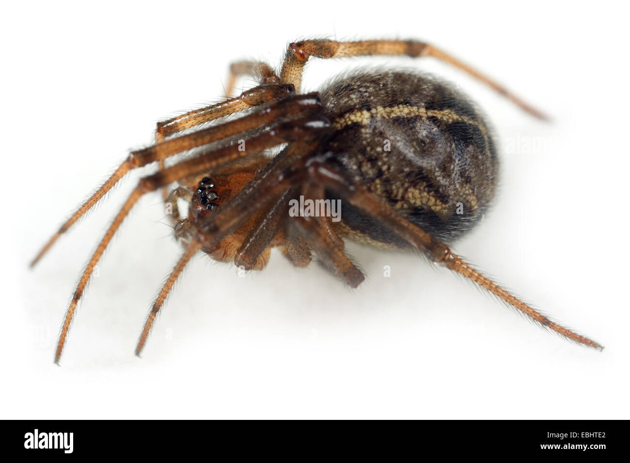 Une femelle Steatoda castanea spider, sur un fond blanc. Partie de la famille Theridiidae - Cobweb tisserands. Banque D'Images