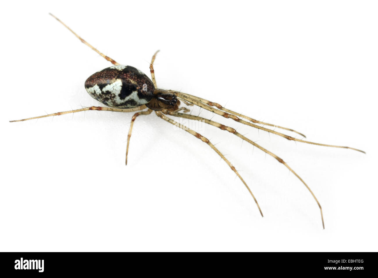 Une femme Stretch-contondant (araignée Tetragnatha obtusa), sur un fond blanc, partie de la famille Tetragnathidae - Long-Jawed-Orb tisserands ou étirer les araignées. Banque D'Images
