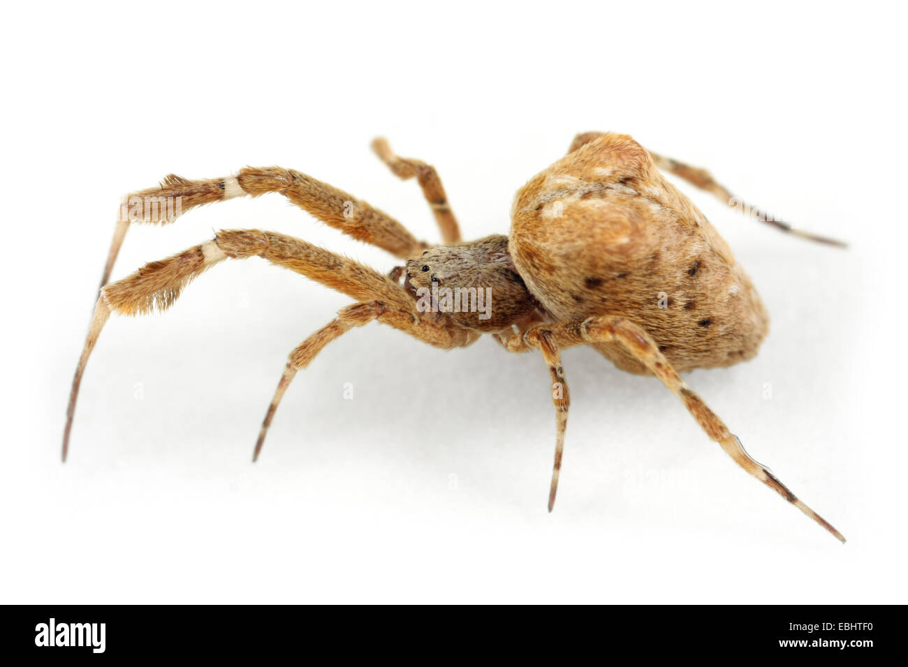 Hothouse femelle araignée Uloborus plumipes Featherleg,, sur fond blanc. Partie de la famille Uloboridae - Cribellate the orbweavers Banque D'Images