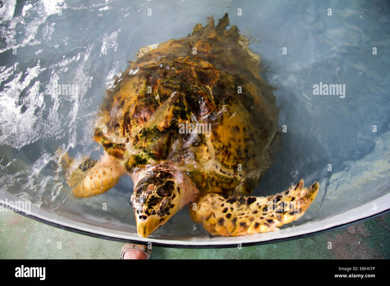 Old Hegg Turtle Sanctuary, Bequia, St Vincent & les Grenadines Banque D'Images