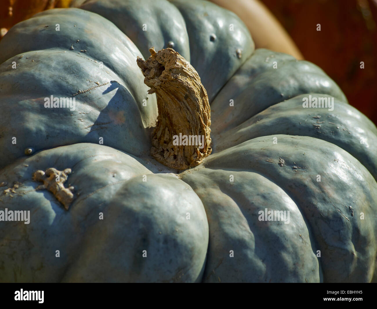 Blue Pumpkin à un marché de producteurs du New Jersey Banque D'Images