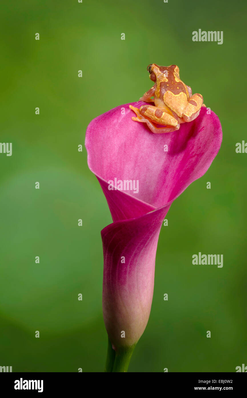 Grenouille sur un sablier calla lily rose à l'opposé de l'appareil photo sur la lèvre de la fleur Banque D'Images