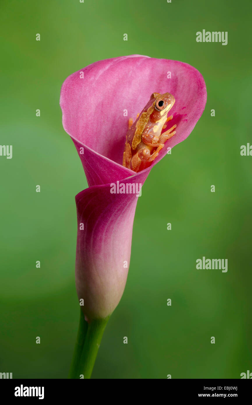 Grenouille assis à l'intérieur du sablier une calla lily rose Banque D'Images