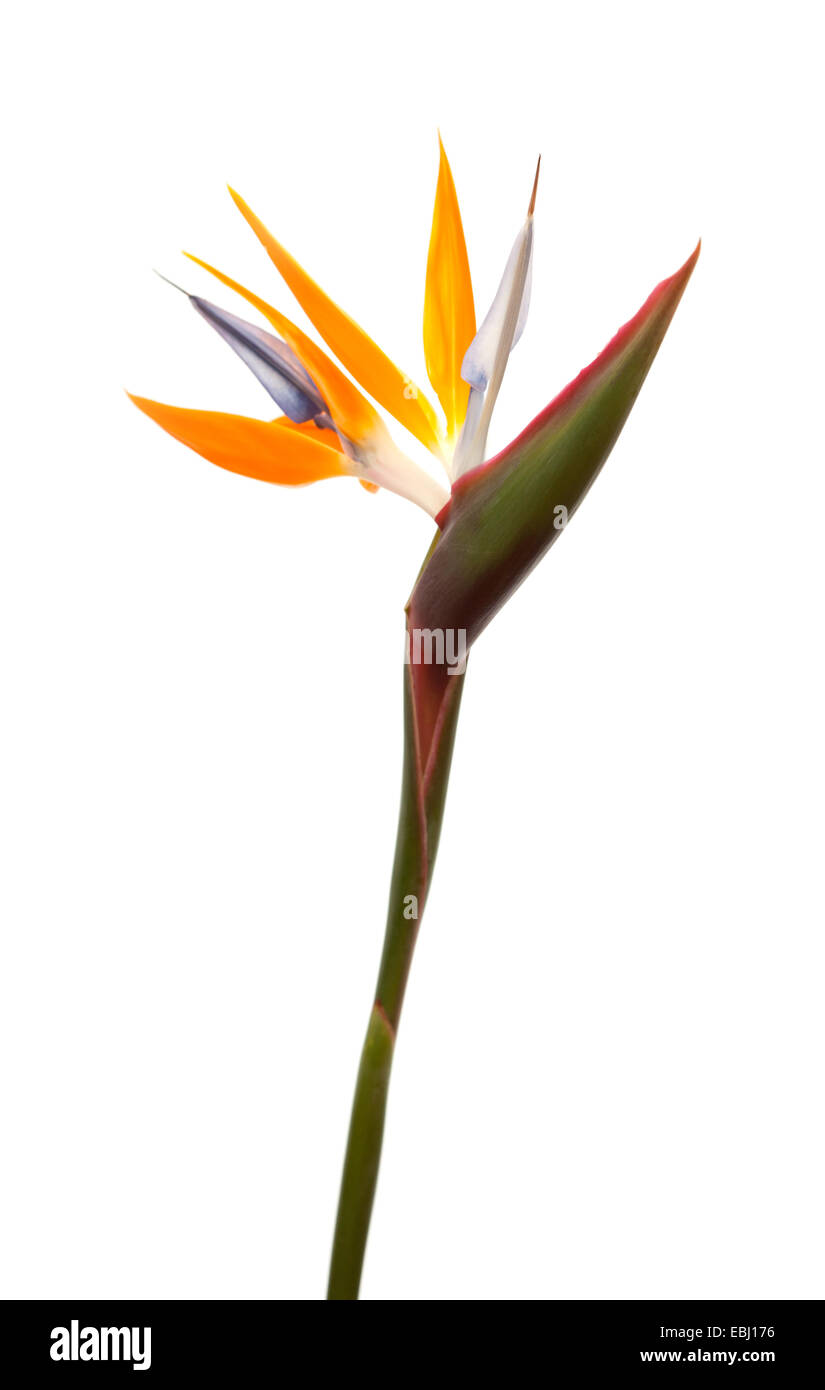 Strelitzia reginae, Bird of Paradise flower isolated Banque D'Images