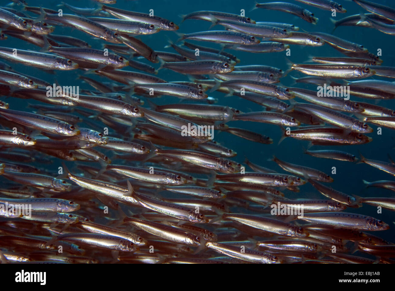 Sardine de l'océan Pacifique à l'école de poissons nager sous l'eau Banque D'Images