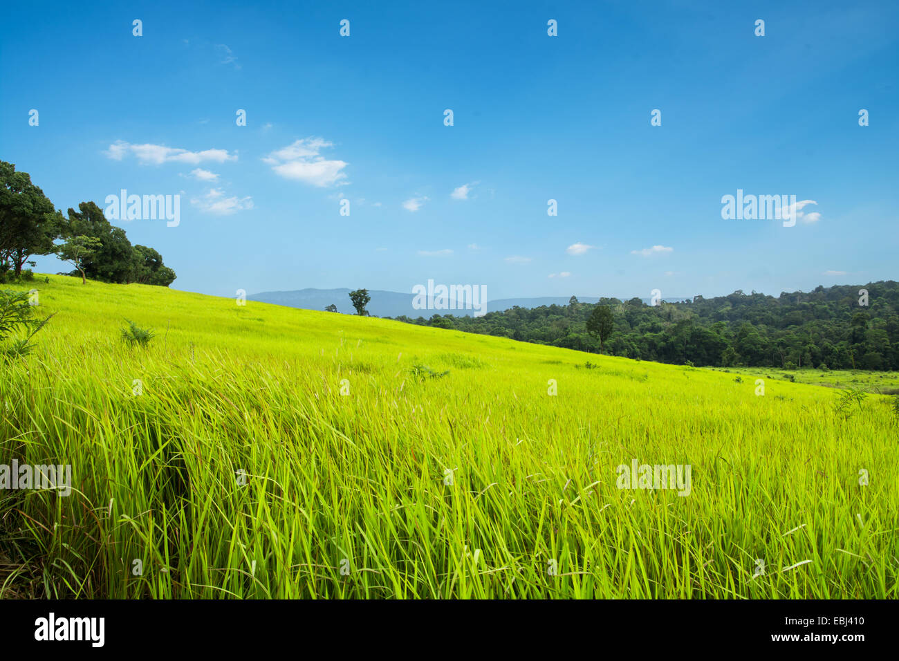 Pré Vert et les montagnes, le parc national Khao Yai, Thaïlande Banque D'Images