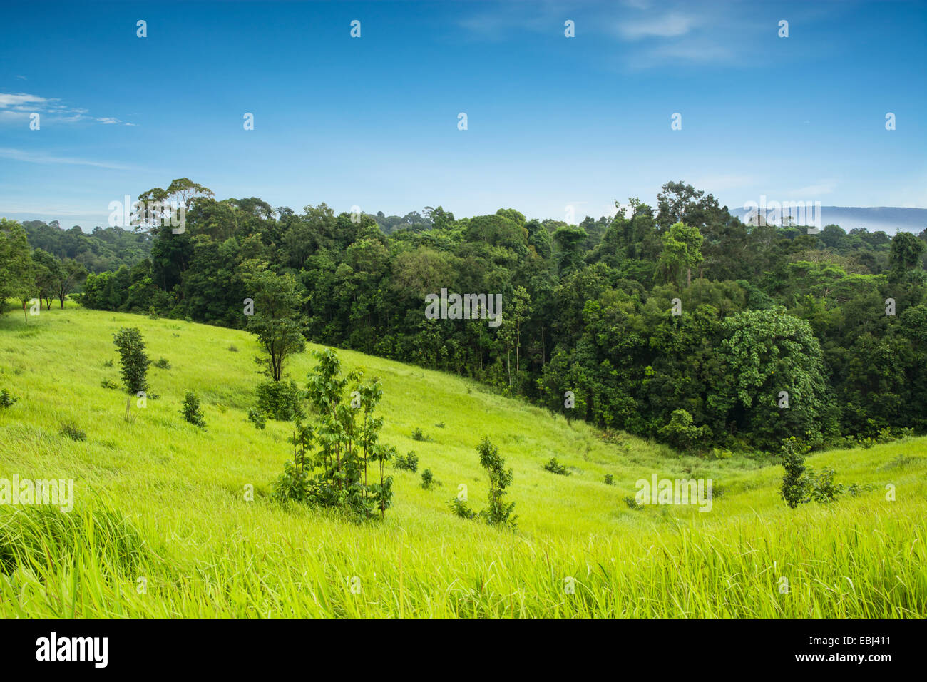 Pré Vert et les montagnes, le parc national Khao Yai, Thaïlande Banque D'Images