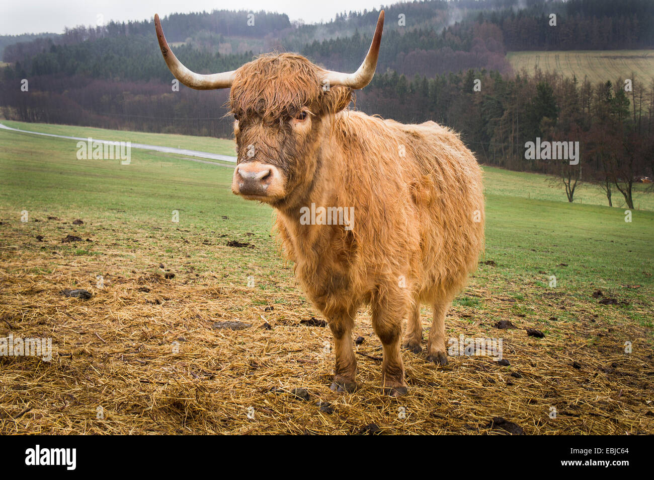 Highland cattle, Bos primigenius f. Taurus Banque D'Images