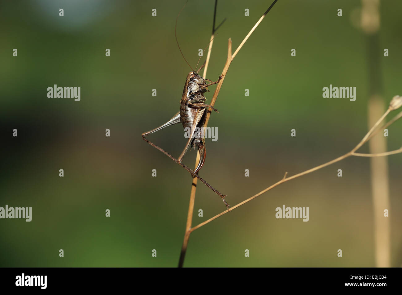 (Pholidoptera griseoaptera Bushcricket sombre) Banque D'Images