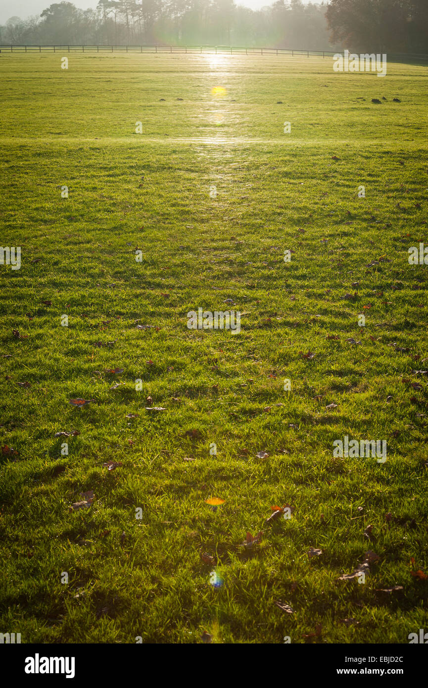 Toiles d'araignées scintillantes dans l'herbe sous le faible soleil d'après-midi Banque D'Images