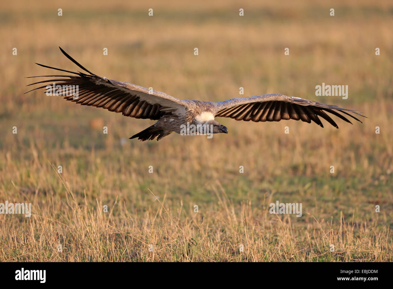 Vautour africain entrée en terre sur le Masai Mara au Kenya Banque D'Images