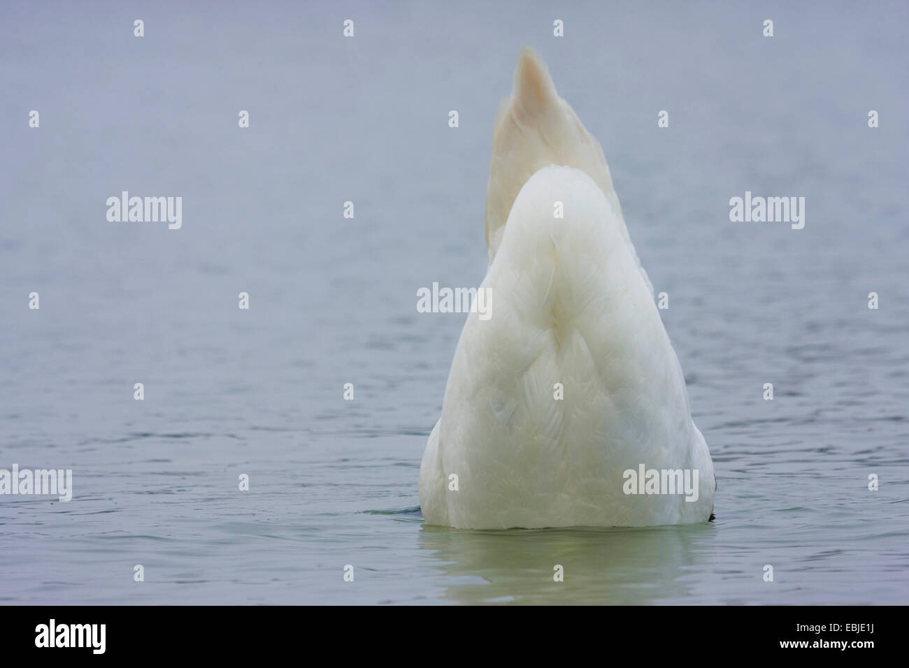Mute swan (Cygnus olor), de canards, de l'Allemagne, Bade-Wurtemberg Banque D'Images