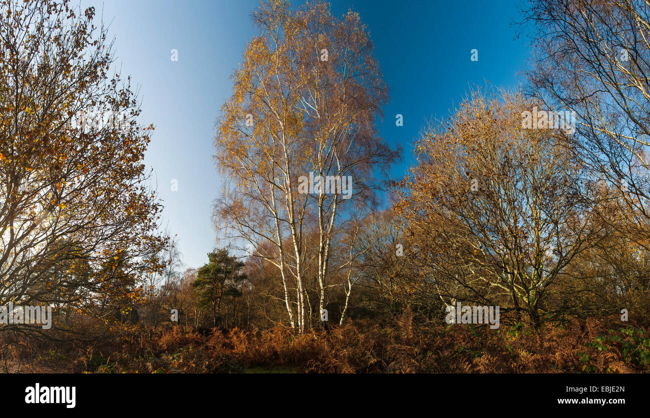 Silver Birch magnifique arbre sur Wiggonholt communs près Pulborough, West Sussex, UK Banque D'Images