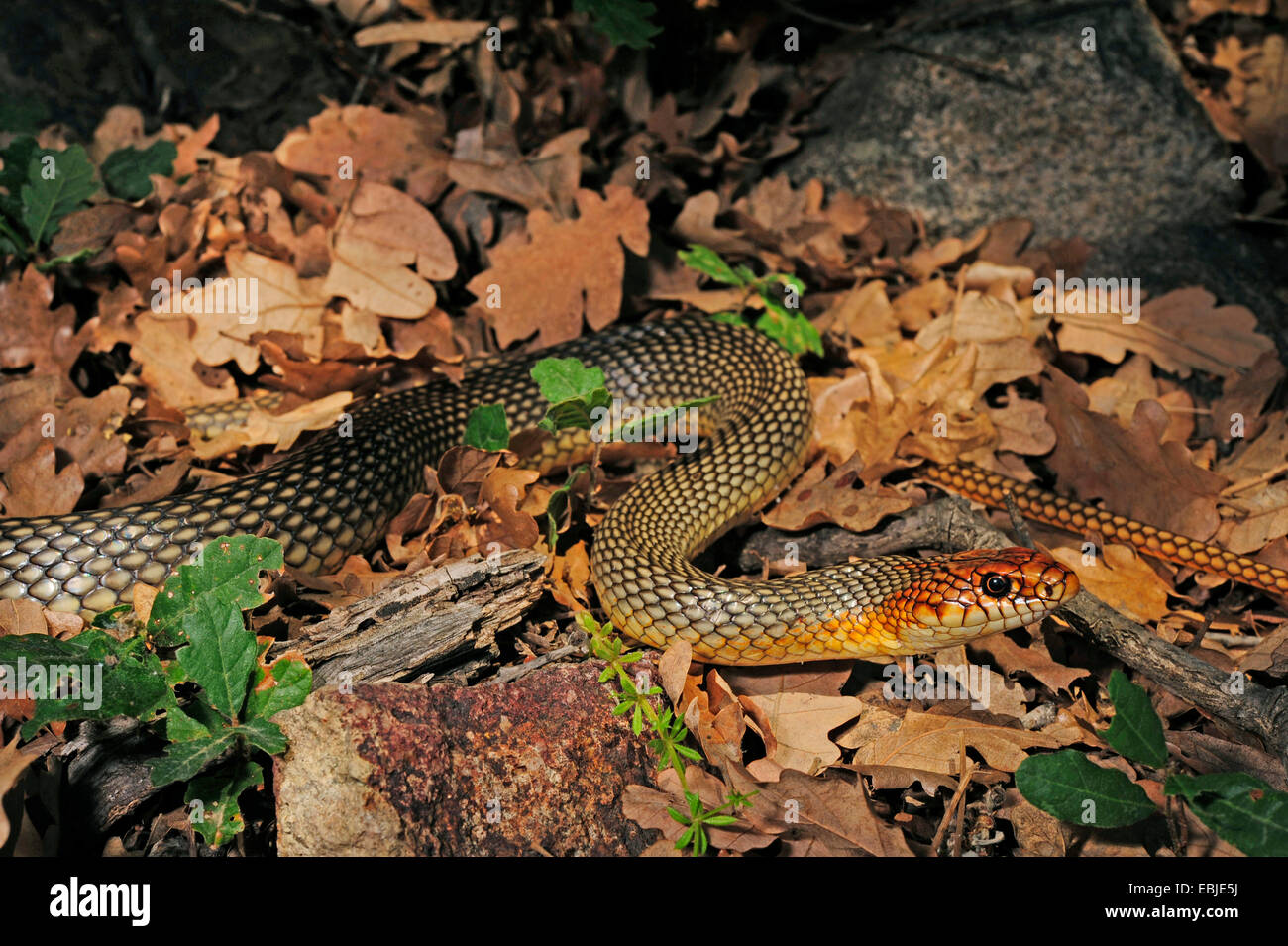 Grand Fouet Dolichophis caspius (serpent, Coluber caspius), homme ramper sur la masse forestière, Grèce, Thrakien Banque D'Images