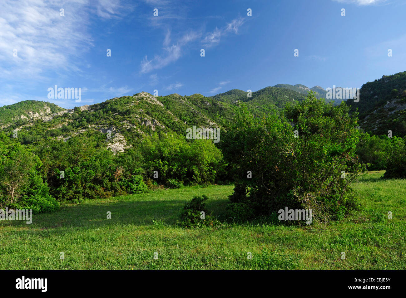 Prairie au pied du Mont Olympe, l'habitat d'orchidées, Grèce, Macédoine, Olymp Banque D'Images