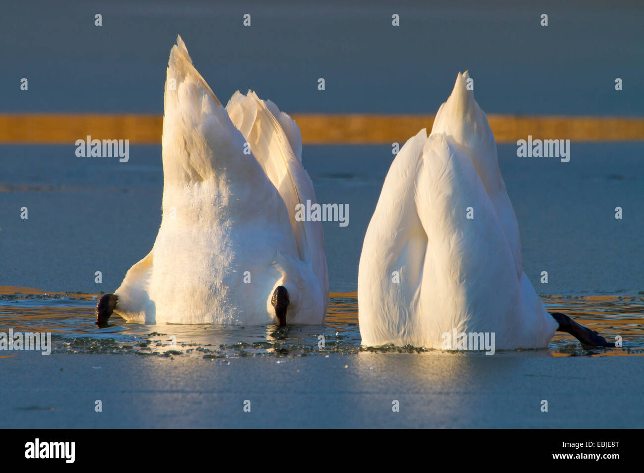 Mute swan (Cygnus olor), sur l'alimentation, de l'Autriche, NSG Rheindelta Banque D'Images