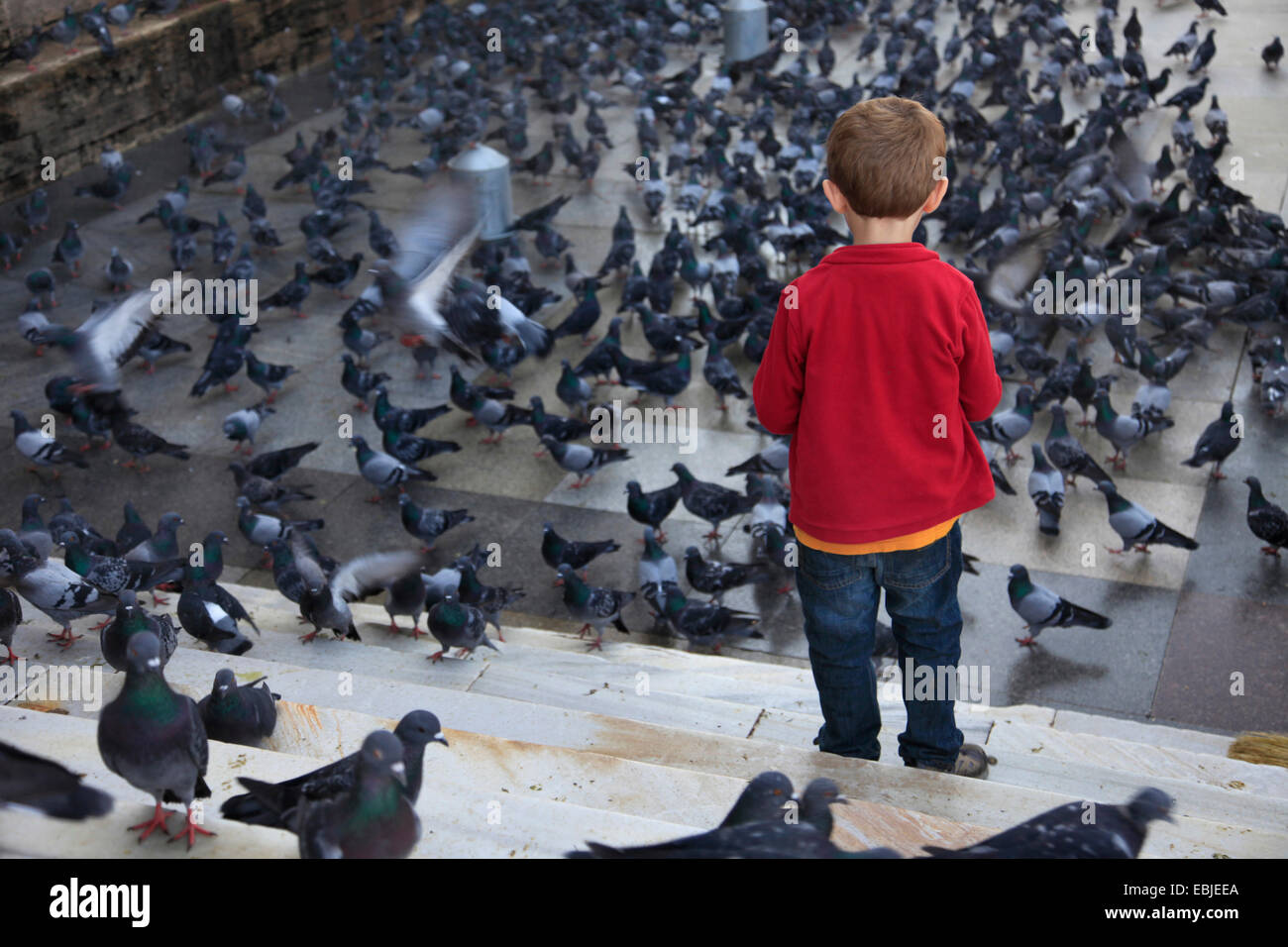 Pigeon domestique (Columba livia domestica) f., petit garçon debout sur un escalier de pierre regarder d'innombrables pidgeons à céréales projetés par les passants, Turquie, Istanbul Banque D'Images