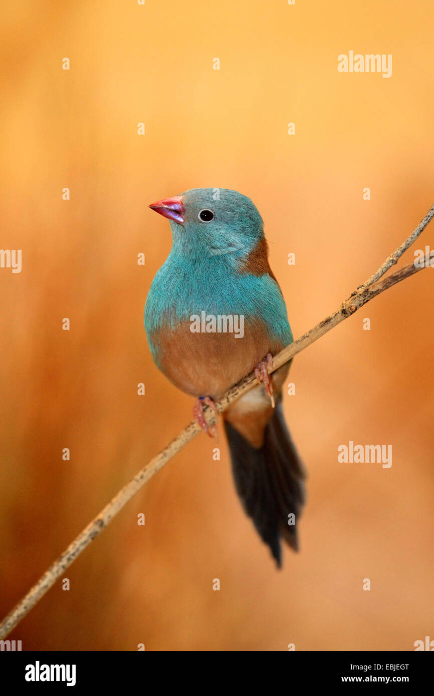 Blaukopf-Schmetterlingsfink (Uraeginthus cyanocephalus), une séance une pousse Banque D'Images